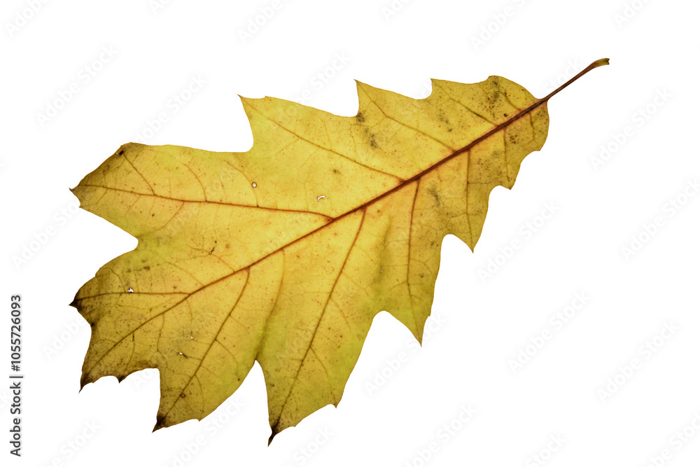 Fototapeta premium autumn maple leaf