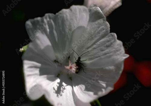 Vibrant Close-Up of a Colorful Flower Blossom with Delicate Petals and Pollen photo