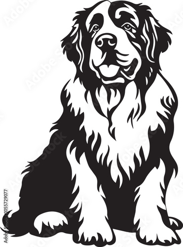 black and white Saint Bernard dog