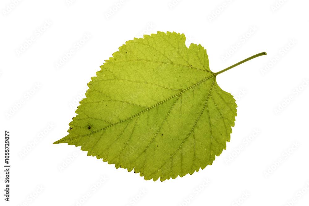 autumn leaf autumn leaf