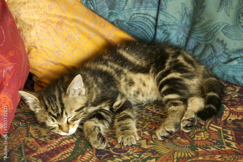 Chaton européen