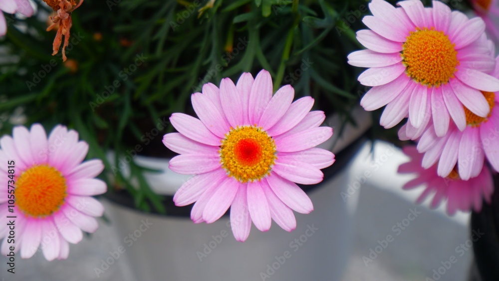 Obraz premium Close up of Full blooming pink Marguerite daisy with its friends, Beautiful flower concept, Soft focus