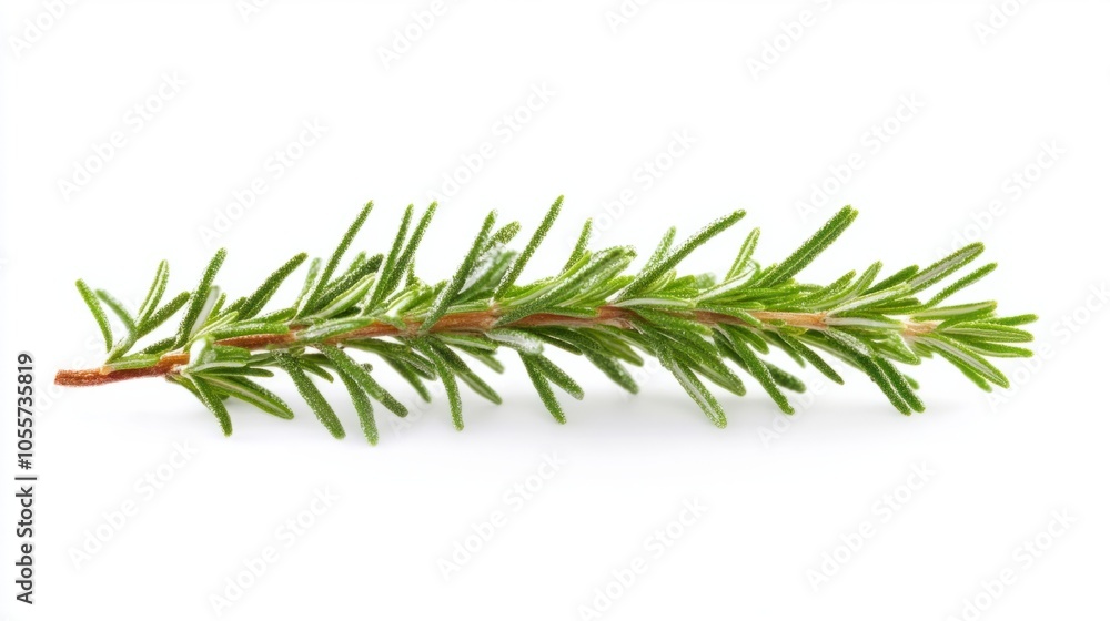 Rosemary sprig with carnosic acid structure, representing antioxidant effects, isolated on white Rosemary sprig with carnosic acid structure, representing antioxidant effects, isolated on white