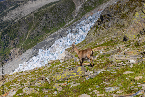 Alpine ibex, Capra ibex, steinbock European species of goat living in the Alps. Mountain goat in the Alps near Chamonix Mont Blanc. Wild goat in the natural environment, mammal wildlif of the Alps photo