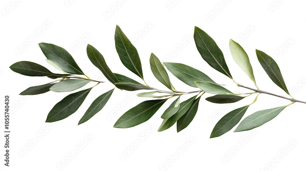 olive branch isolated on white background olive branch isolated on white background