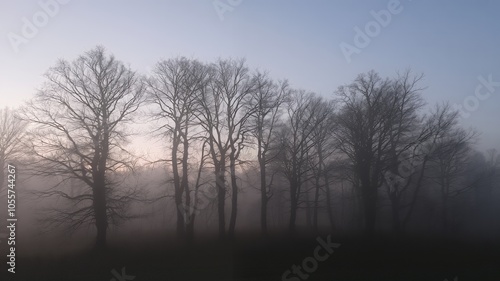 Silhouettes of bare trees stand tall in a misty dawn.