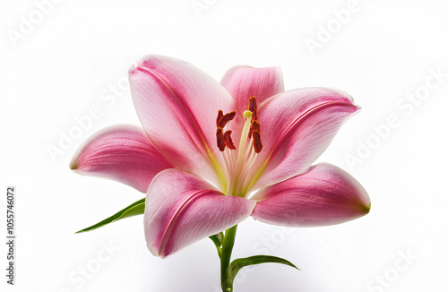 Lily isolated, lily on white background, Lily flower isolated, Lilyum Flower isolated on white background