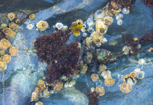 Barnacles And Seaweed photo