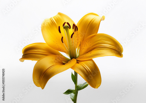 Lily isolated, lily on white background, Lily flower isolated, Lilyum Flower isolated on white background photo