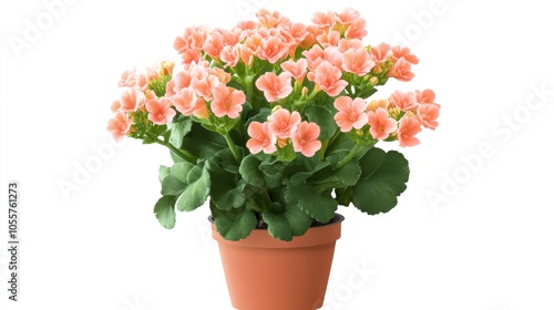 Kalanchoe plant in a pot viewed from the front set against a white background