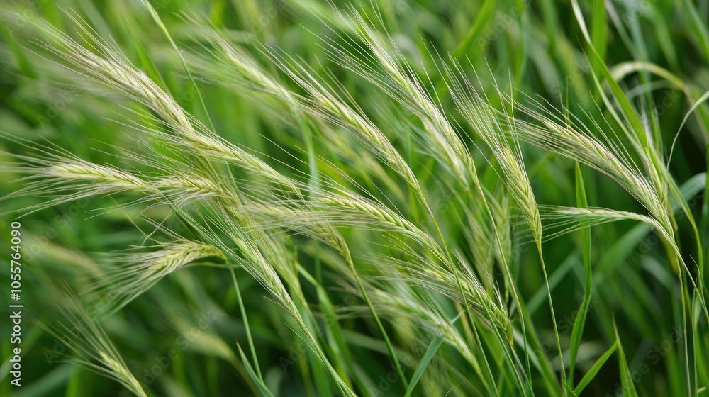 Smooth Brome Bromus Inermis Is A Species Of The True Grass Family Poaceae This Rhizomatous Grass Is Native To Europe