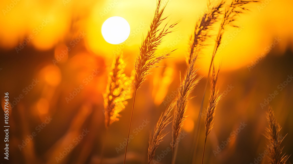 Golden wheat field at sunset with a vibrant sky, showcasing the beauty of agriculture and nature Golden wheat field at sunset with a vibrant sky, showcasing the beauty of agriculture and nature