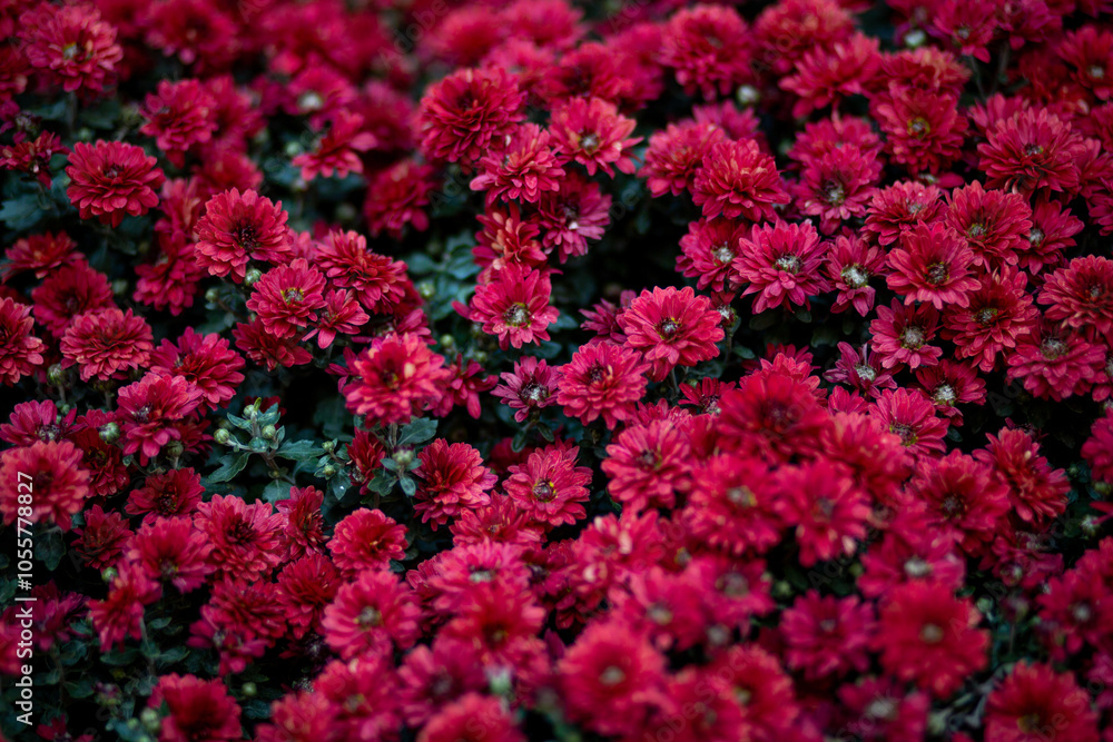 Background of blooming burgundy chrysanthemums Background of blooming burgundy chrysanthemums
