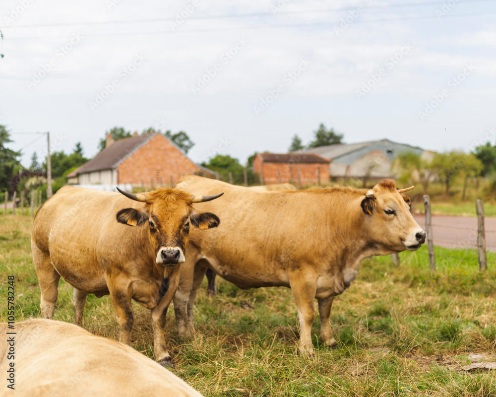 View of peaceful cows grazing in a tranquil pasture with a rustic barn and a brick house, Burgundy, France. View of peaceful cows grazing in a tranquil pasture with a rustic barn and a brick house, Burgundy, France.