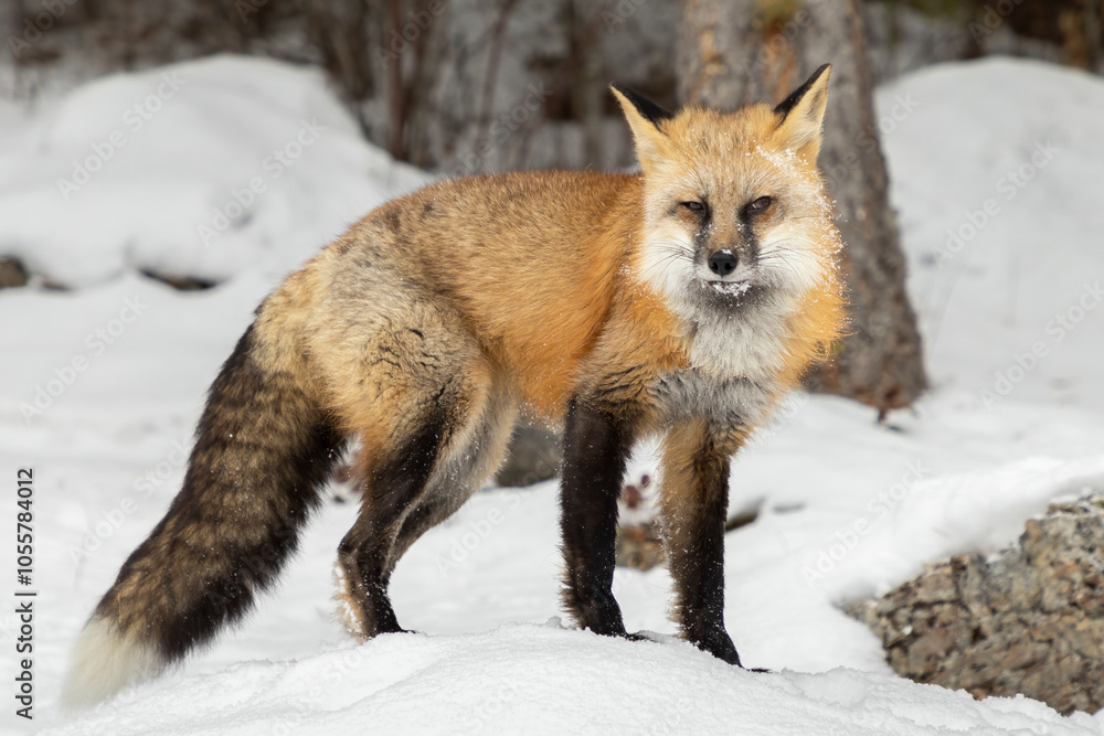 View of a curious fox standing in snow on a serene forest floor, Kalispell, United States. View of a curious fox standing in snow on a serene forest floor, Kalispell, United States.