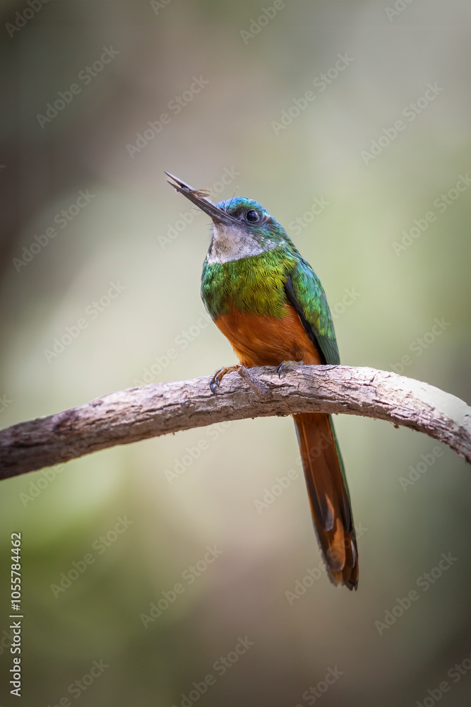 View of colorful jacamar perched on a branch in a tranquil forest, Pocone, Brazil. View of colorful jacamar perched on a branch in a tranquil forest, Pocone, Brazil.