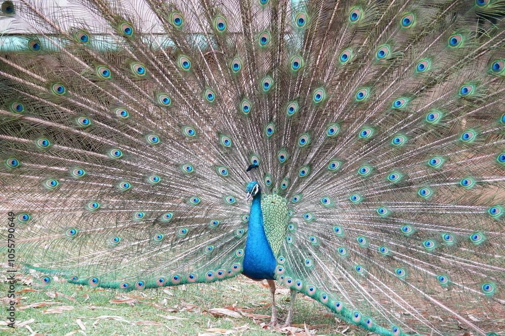 Obraz premium Peacock opens its screen with graceful posture