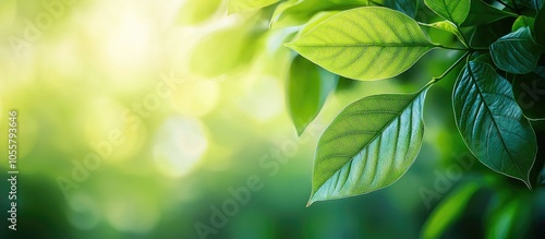 Closeup Nature View Of Green Leaf On Blurred Greenery Background In Garden With Copy Space Using As Summer Or Spring Background Natural Green Plants Landscape Ecology Fresh Wallpaper Concept