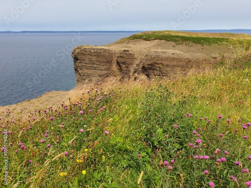 flowers on the cliffs of Bell island, Newfoundland
