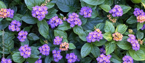 Lantana Montevidensis Trailing Lantana Purple Lantana Trailing Shrub With Opposite Oval Leaves And Purple Blue Flowers In Small Flat Topped Clusters With Large Ovate Bracks photo