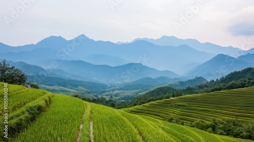 Scenic Terraced Rice Fields in Sapas Landscape