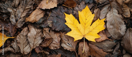 A Yellow Fallen Autumn Leaf On Some Older Dried Leaves