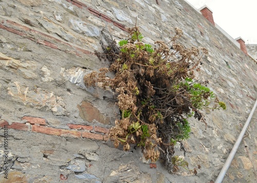 A bush plant grows on a stone wall.