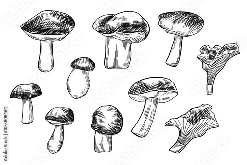 Mushrooms hand drawn set