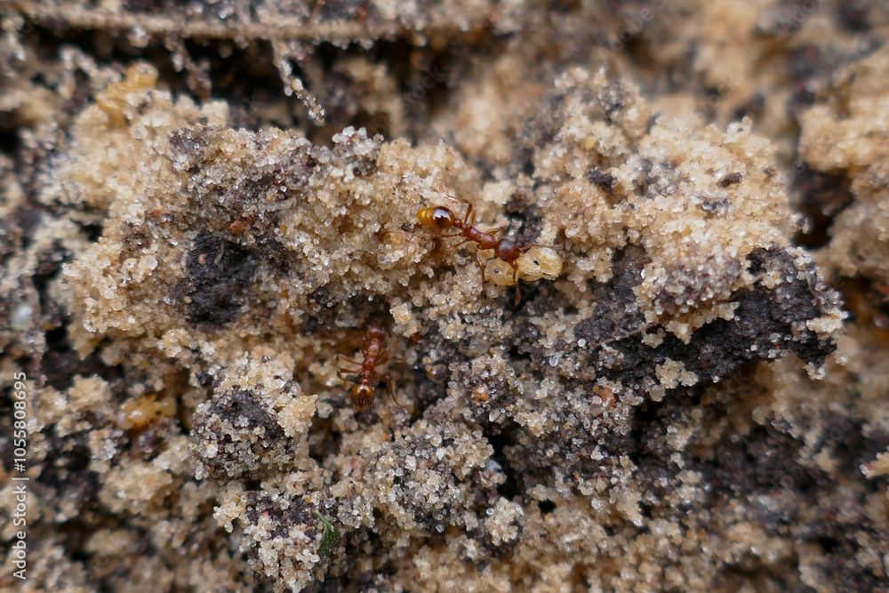 Macro photo of worker ants in sand and soil close up Macro photo of worker ants in sand and soil close up