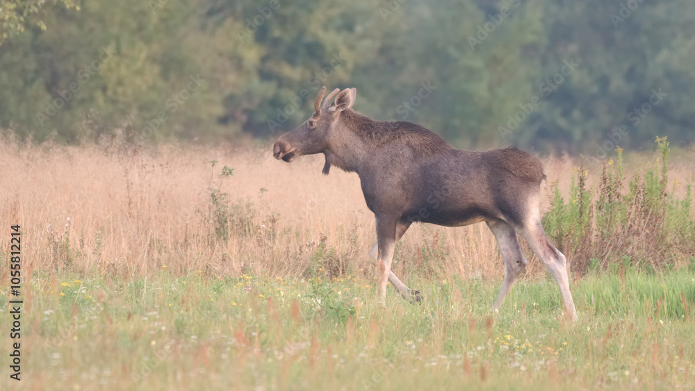 Fototapeta premium Łoś w środowisku naturalnym