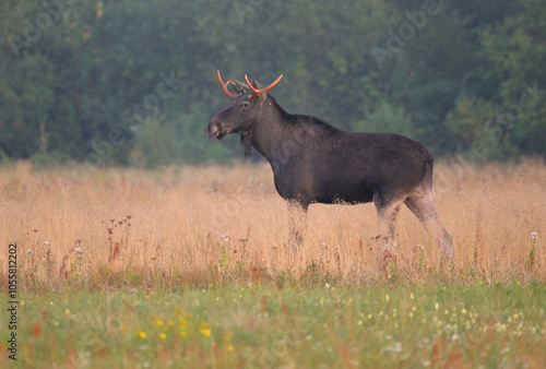 Łoś w środowisku naturalnym