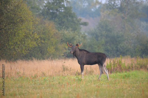 Łoś w środowisku naturalnym