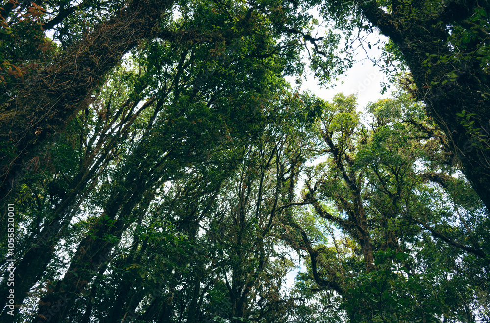 Fototapeta premium Green trees and leaves in rich forest, Tropical rainforests in Thailand, Supporting environmental conservation, Nature study trail, Concept of protecting the world and reducing global warming.