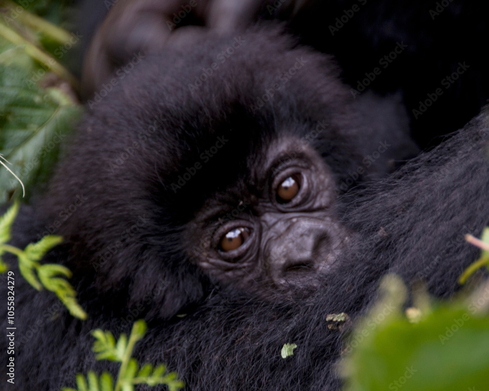 Closeup of a beautiful, black, Rwandan baby mountain gorilla. Closeup of a beautiful, black, Rwandan baby mountain gorilla.