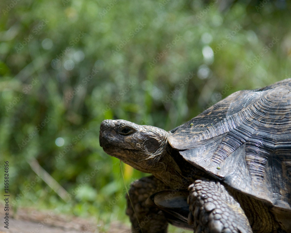 Close-up of tortoise in natural habitat on sunny day Close-up of tortoise in natural habitat on sunny day