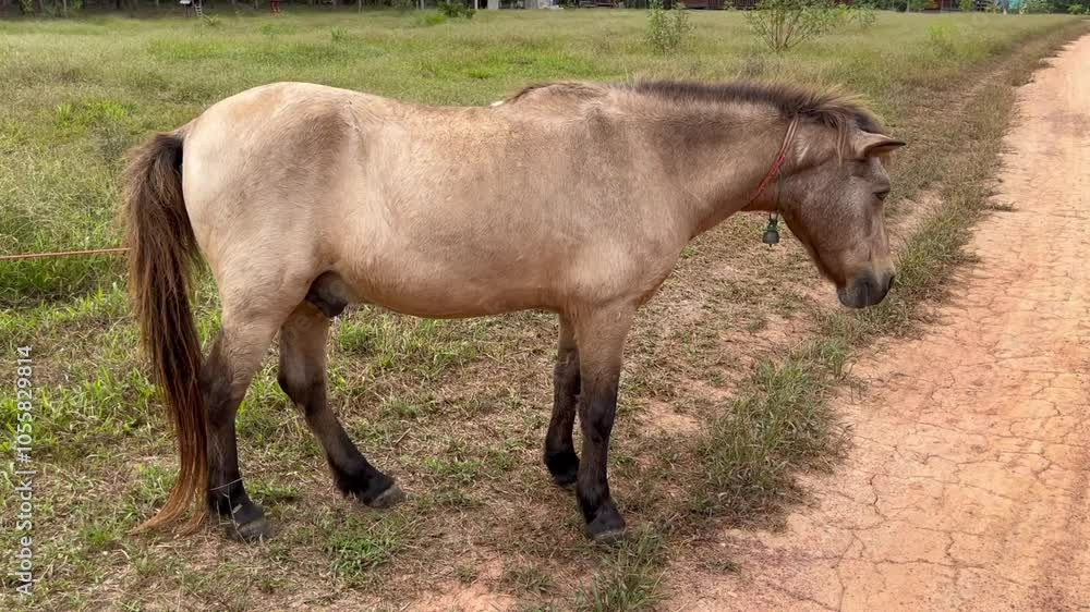 a pony standing in a green field with a natural forest background, capturing the essence of rural and peaceful countryside life a pony standing in a green field with a natural forest background, capturing the essence of rural and peaceful countryside life