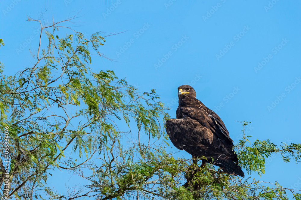 Greater spotted eagle or Clanga clanga large bird of prey at keoladeo national park or bharatpur bird sanctuary forest rajasthan india. bird of prey closeup or portrait perched on tree Greater spotted eagle or Clanga clanga large bird of prey at keoladeo national park or bharatpur bird sanctuary forest rajasthan india. bird of prey closeup or portrait perched on tree