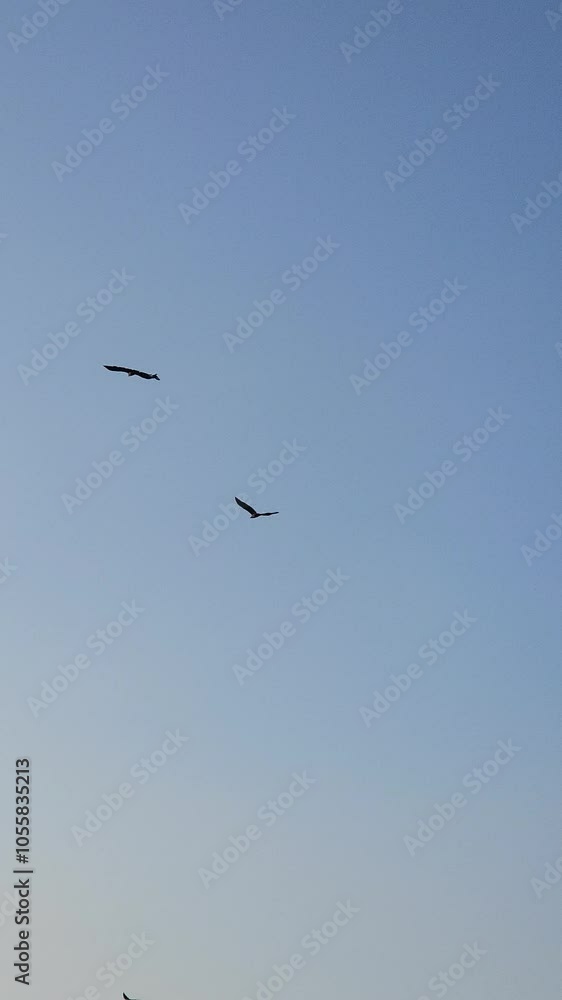 White-tailed eagle flying in sky, South Korea. Short-toed snake eagle (Circaetus gallicus). A flock of black birds circles in the sky above the mountains. White-tailed eagle flying in sky, South Korea. Short-toed snake eagle (Circaetus gallicus). A flock of black birds circles in the sky above the mountains.