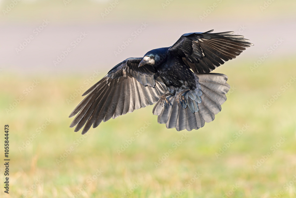 Fototapeta premium An adult rook (Corvus frugilegus) in flight landing in a meadow.