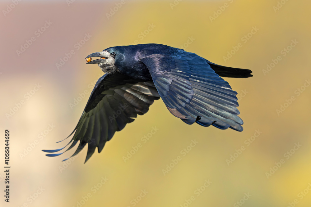Obraz premium An adult rook (Corvus frugilegus) in flight with nuts in its beak.