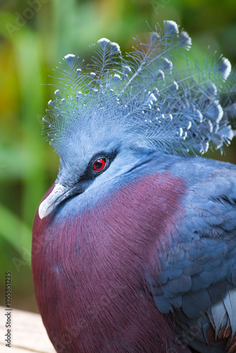 Victoria crowned-pigeon portrait, vertical photography photo