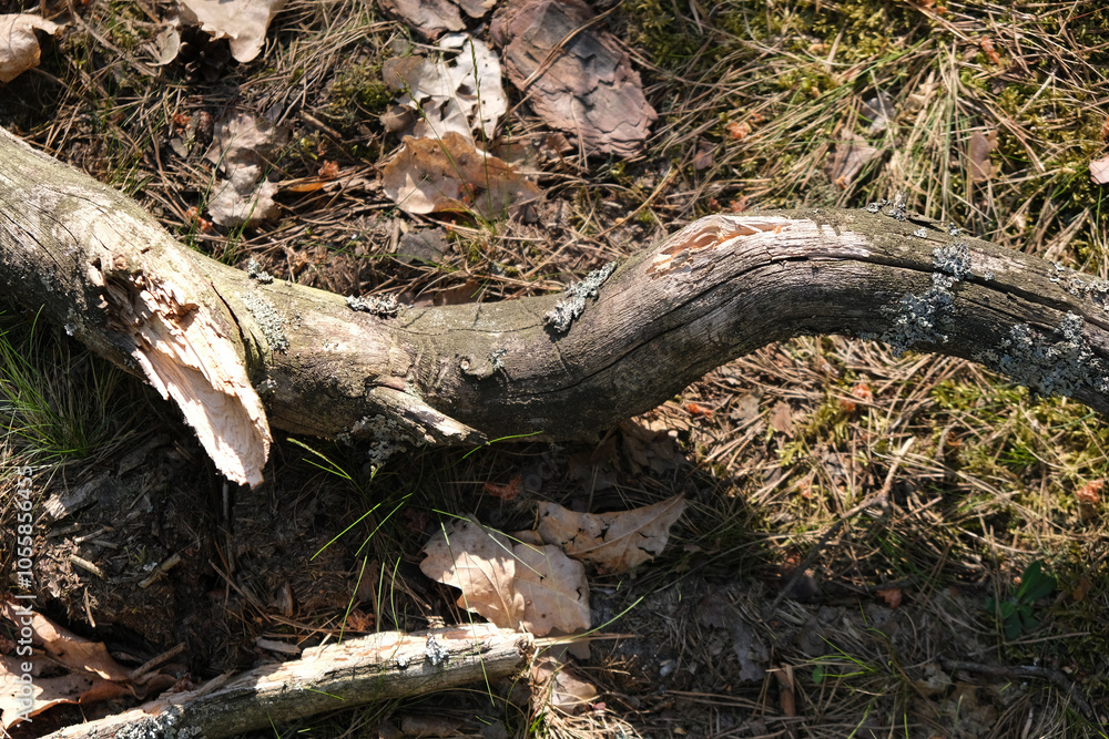 view of rotten branch covered in green moss view of rotten branch covered in green moss
