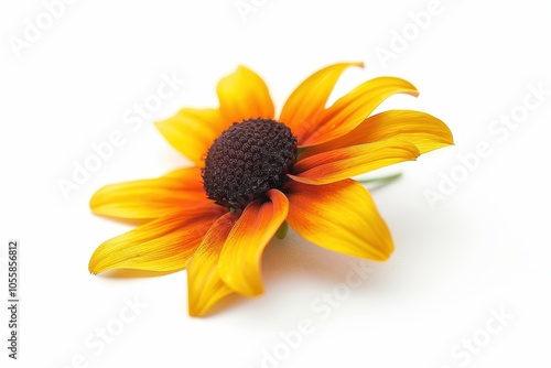 Species of Coneflowers Rudbeckia hirta on white background photo