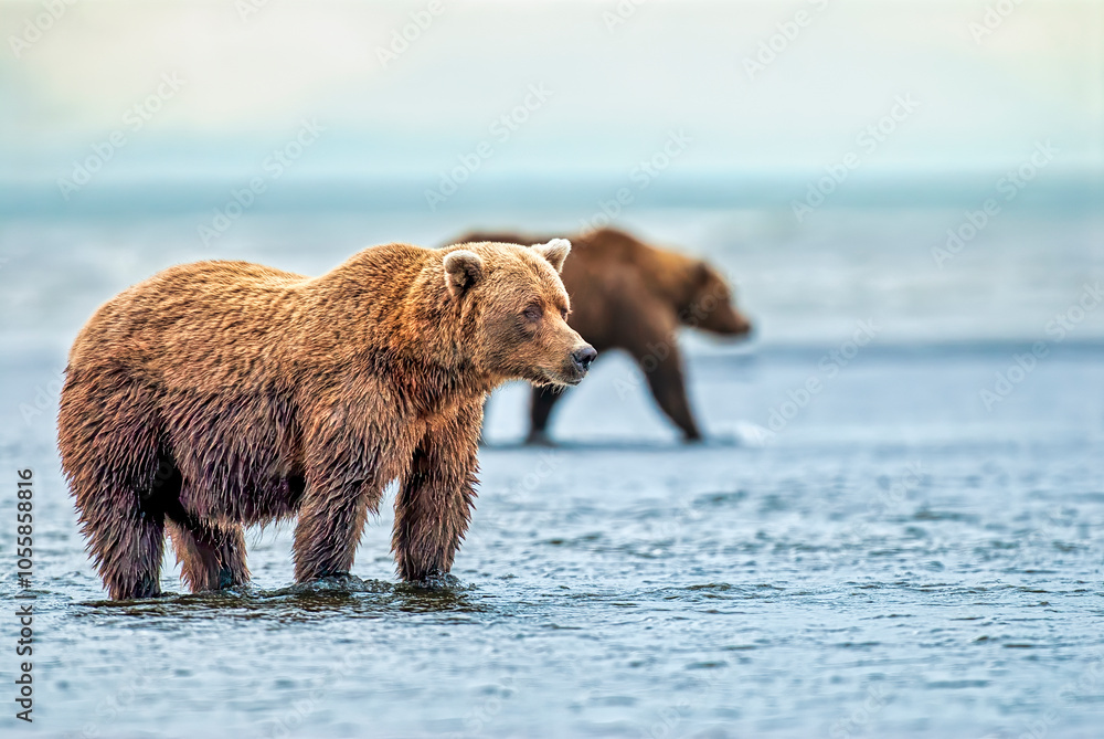 Coastal Brown Bears Searching for Salmon Coastal Brown Bears Searching for Salmon