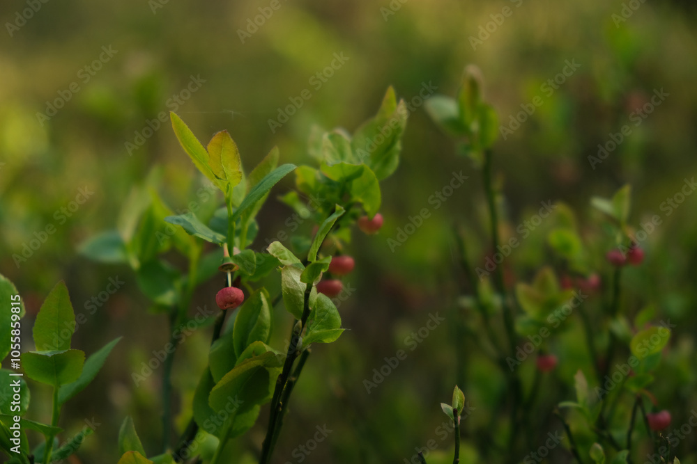 Fototapeta premium wild berry in the green forest, spring season