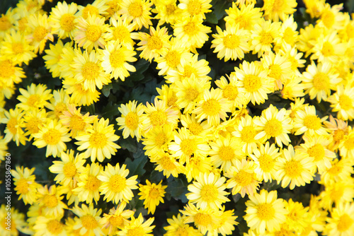 Bunch of yellow chrysanthemums. Macro photo