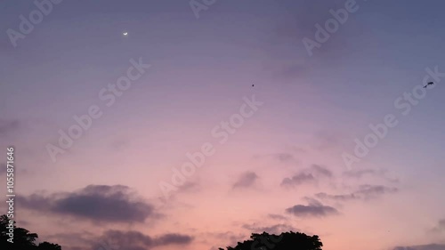 The view of birds flying in the afternoon, against the background of a very bright purple twilight sky in the afternoon covered in clouds, is a beautiful view.