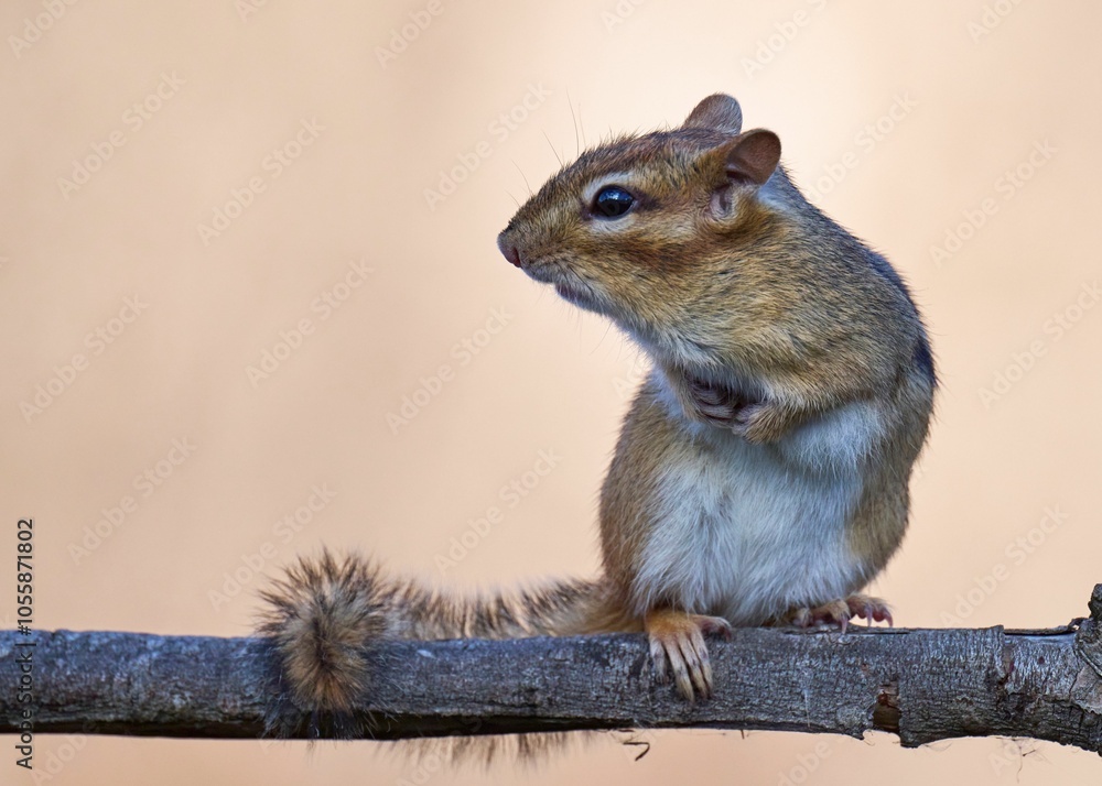 Fototapeta premium Close-up of a chipmunk perched on a branch with a soft blurred background