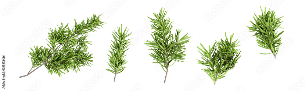 Set of twigs green pine tree isolated on transparent