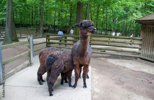 Three brown alpacas in an enclosure. Alpaca mother feeds her babies. Animals in the zoo